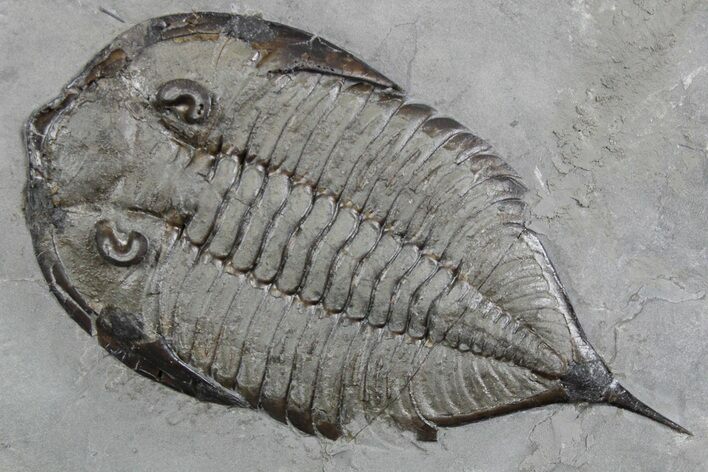 Dalmanites Trilobite Fossil - New York #357148